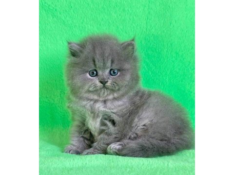 British longhair küçük yavrularımız