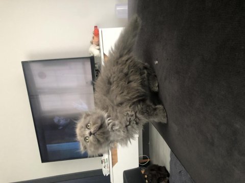 2 aylık scottish longhair