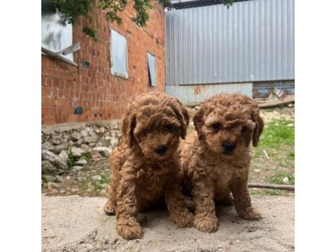 Toy poodle yavrular ırk sağlık garantili