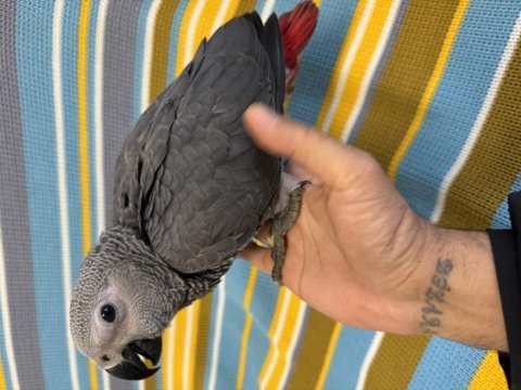 Herşeyi öğretme zamanında yavru jako papağanı