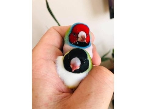 Gökkuşaği ispinozu (goldian finch)