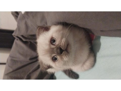 3 aylık scottish fold