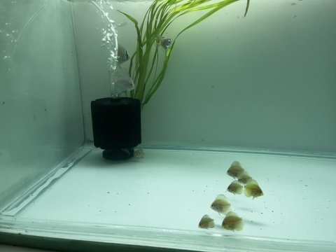 Discus yavru