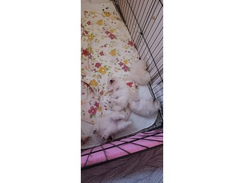 Pomeranian boo erkek ve dişi yavrularımız üst kalite