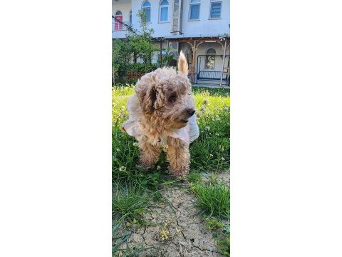 Poodle köpeğimiz lady yeni yuvasını arıyor