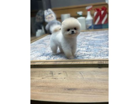 White pomeranian boo yavrularımız