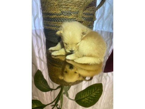 6 tane pomeranian