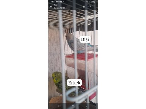 Sahiplendirme erkek dişi muhabbet kuşu