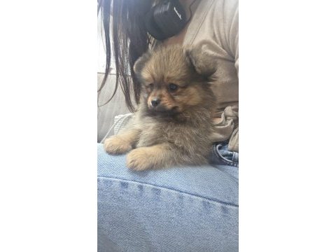 3 aylık saf erkek pomeranian