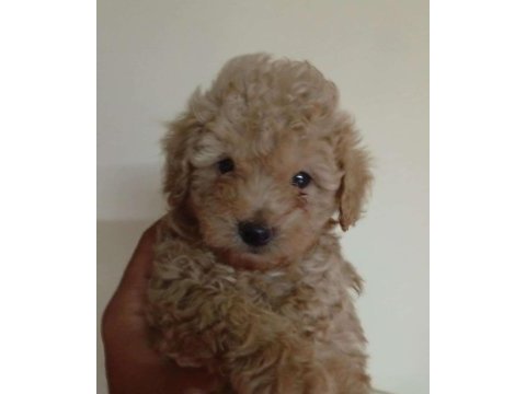 Toy poodle erkek yavrular