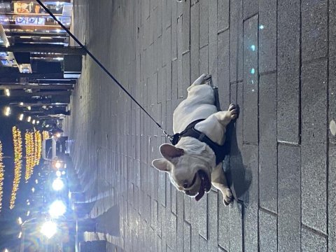 2 yaşında blue cream dişi kızanı yakın french bulldog