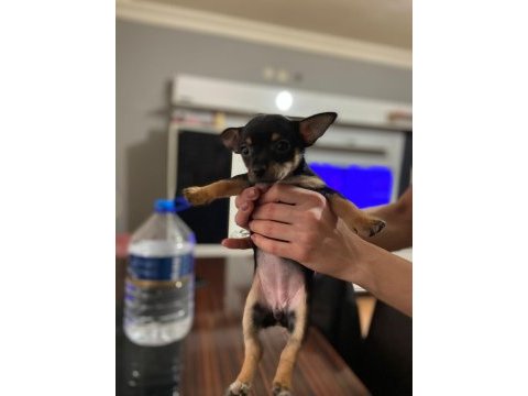 Yavru dişi chihuahua 6 aylık
