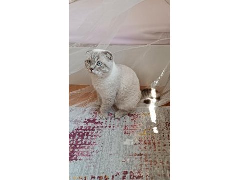 Scottish fold kedimiz bulut için dişi eş arıyoruz