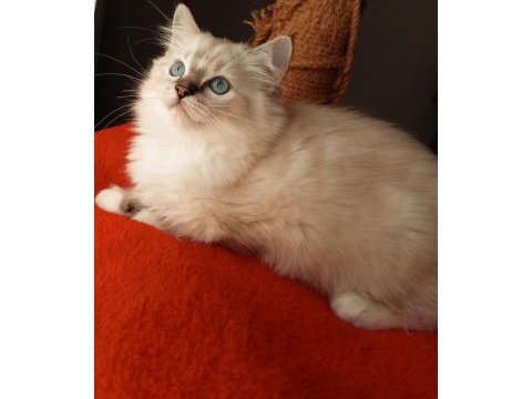 Uygun fiyata ragdoll yavru