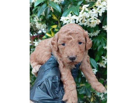 Siyah inci ırk ve sağlık garanti toy poodle bebekler