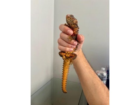 Çift uromastyx yasal çipli