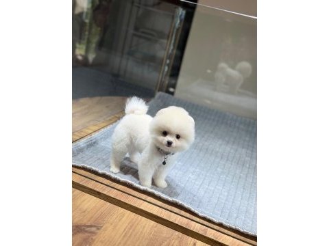 Sağlık ve ırk garantili pomeranian