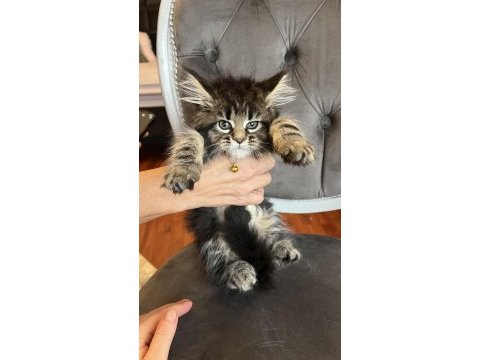 Mco safkan dişi orman rengi maine coon