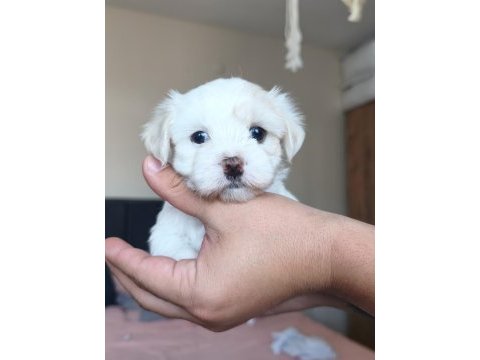 Safkan 0 numara mini boy maltese terrier yavrular