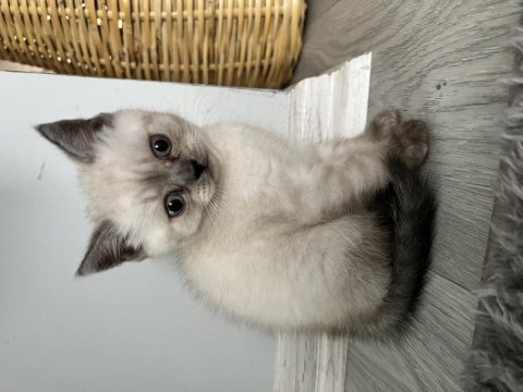 2 aylık scottish fold yavrular