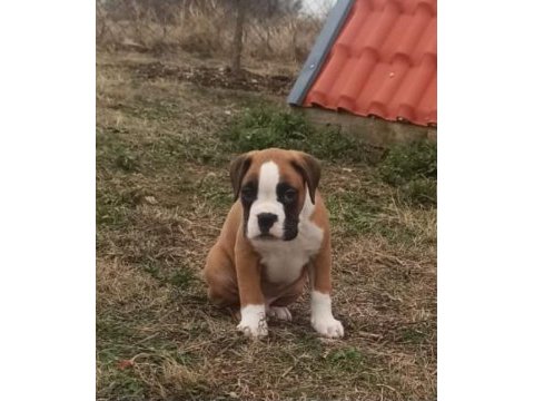 Safkan yüksek kalite boxer yavruları