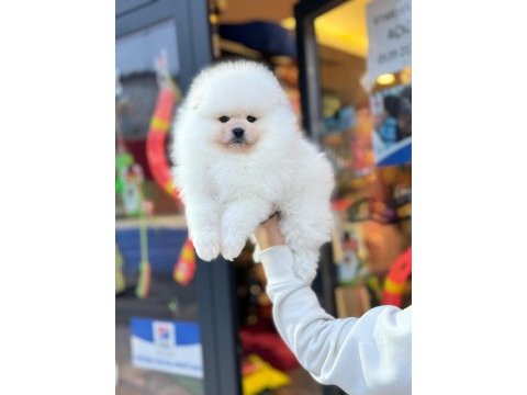 Pomeranian boo ayıcık surat biblolar