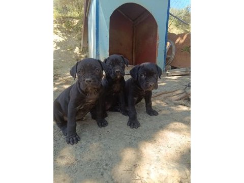 Cane corso bebekleri