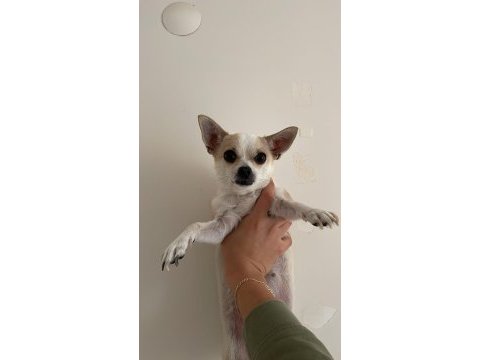 Sağlıklı ve eğitimli chihuahua yeni aile aranıyor