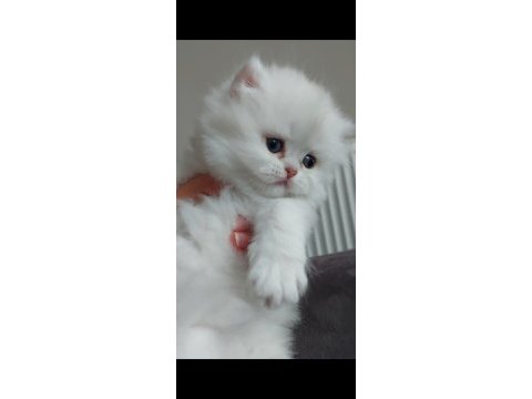 British longhair silver erkek yavrumuz