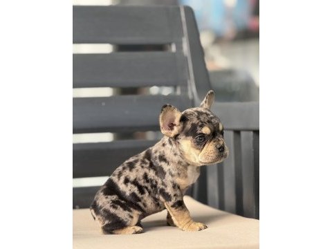 Egzotik french bulldog bebekler