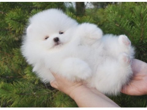 Irkının en özellerinden pomeranian