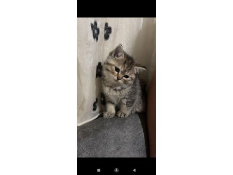 Kedilerimiz 2 aylık scottish fold