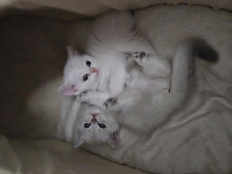 2 aylık sütten kesilmiş british shorthair kediler