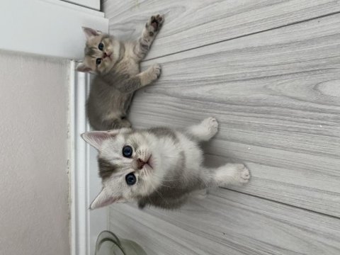 Scottish fold ve scottish straight kediler için ulaşın
