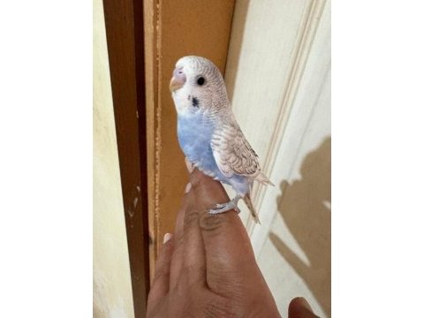 34 günlük konuşturmalık bebek muhabbet kuşu