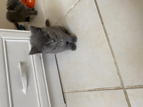 British shorthair yavrular