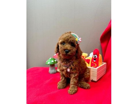 Safkan toy poodle bebekler