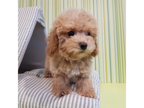 F2 maltipoo yavruları