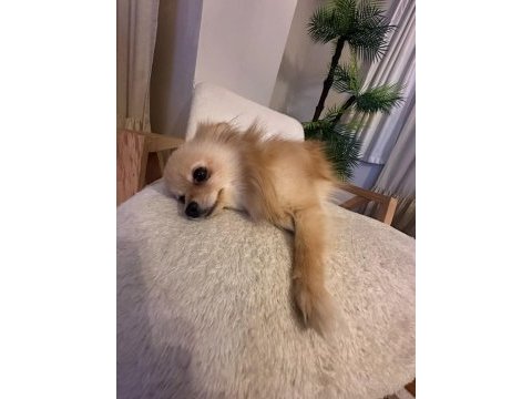 Pomeranian dişi 1 yaşında
