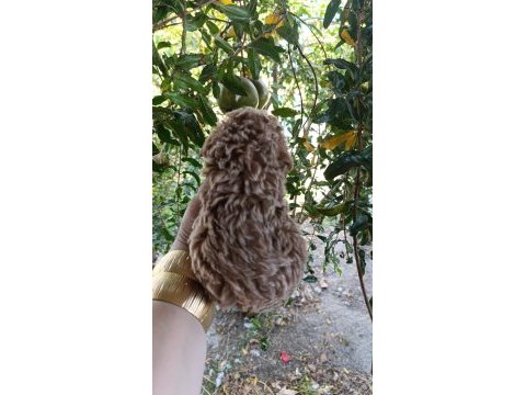 Toy poodle yavrularmız