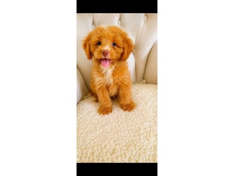 Maltipoo 3 aylık erkek