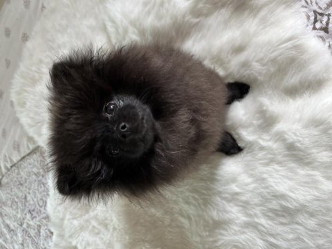 4 aylık dişi pomeranian