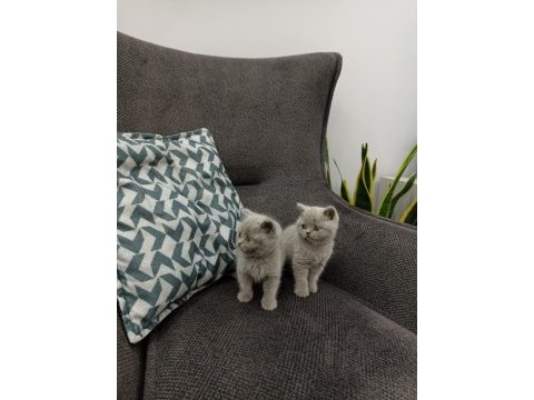 Koca kafalı british shorthair yavruları