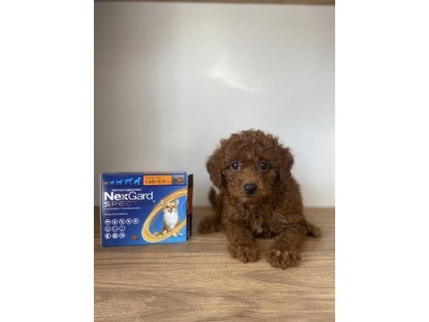 Red brown toy poodle