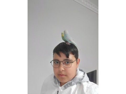Eş muhabbet kuşu