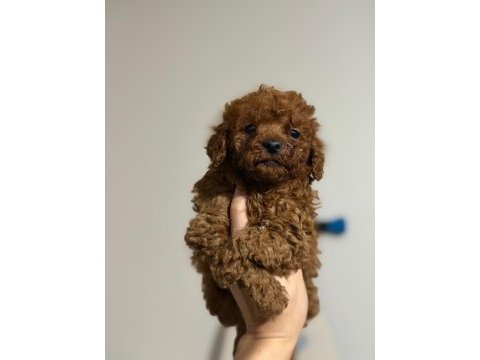 Toy poodle oyuncu sevimli ırk garanti yavrularımız