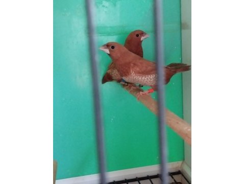 Yarışma vasıflı kızıl mokka ispinoz çiftler