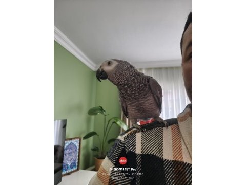 Full evcil jako papağanı konuşma mevcut