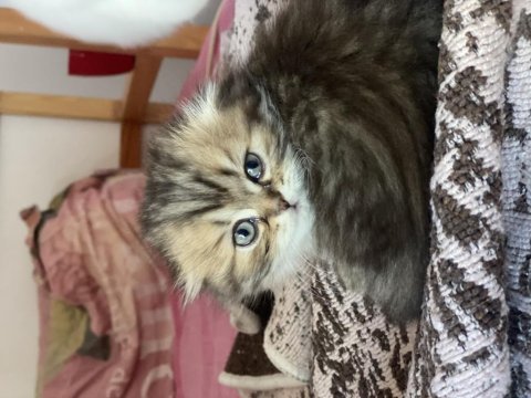 Scottish longhair silver
