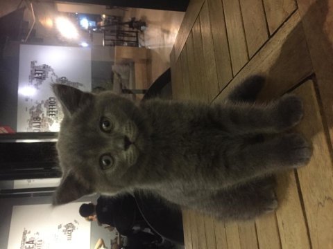 Dişi safkan british shorthair